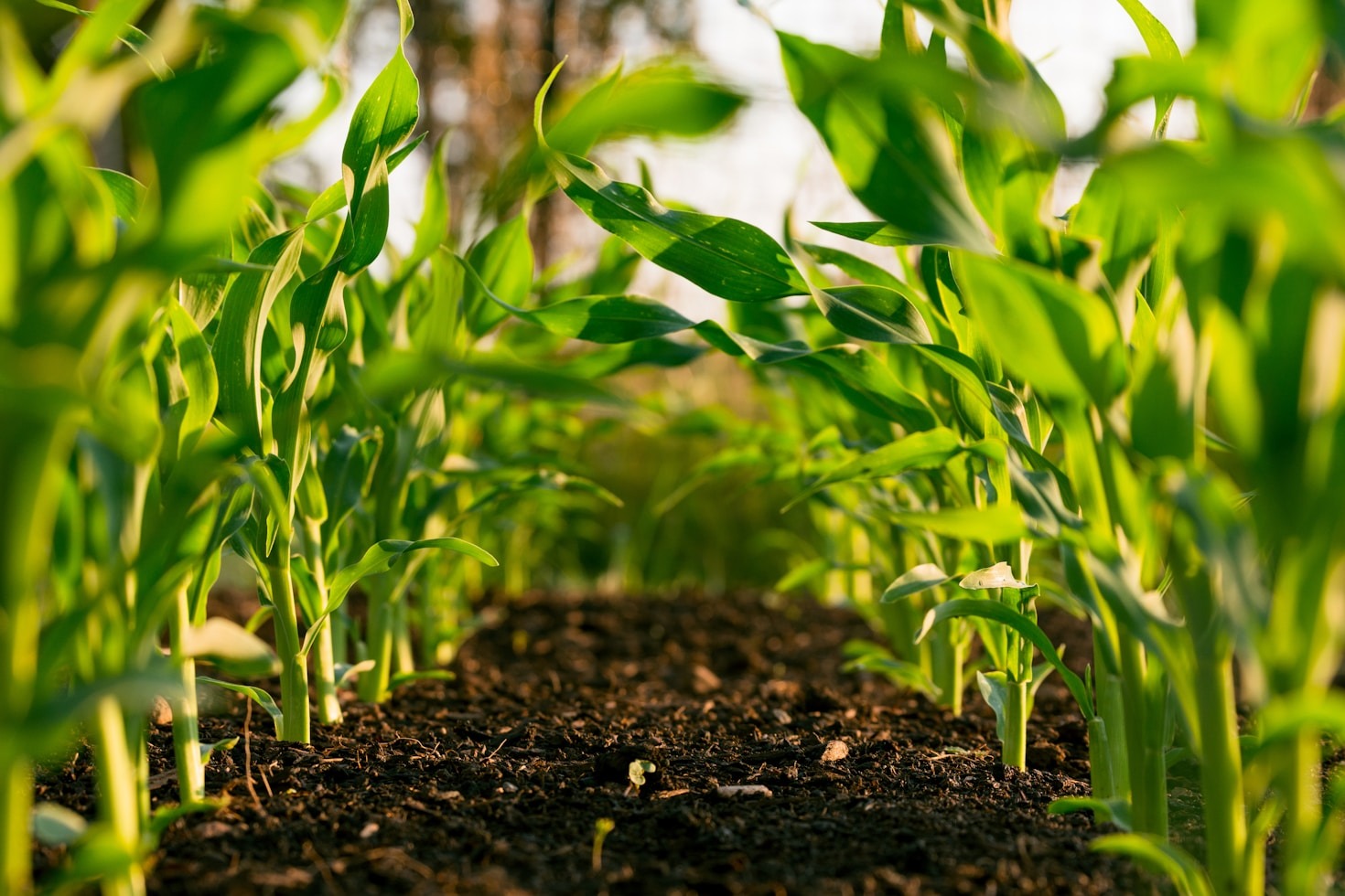 Connecting Local Farmers to International Markets